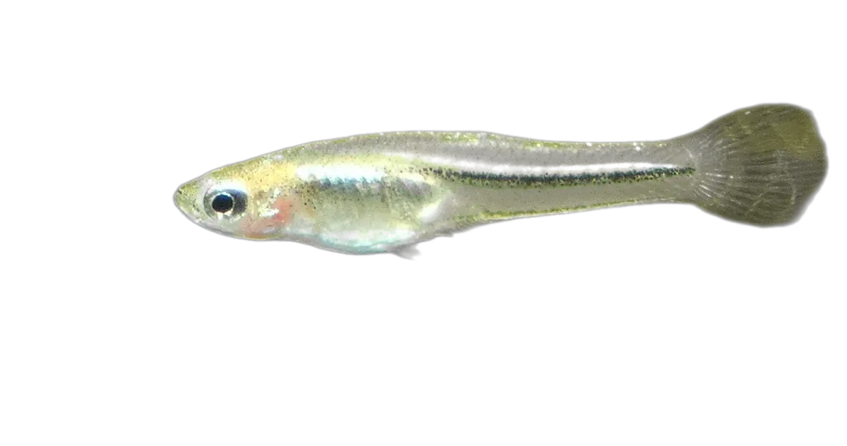 blackstripe livebearer (Poeciliopsis prolifica) specimen