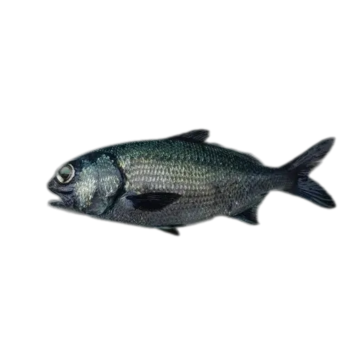 Pacific beardfish (Polymixia berndti) specimen