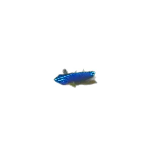 Bintan damselfish (Pomacentrus bintanensis) specimen