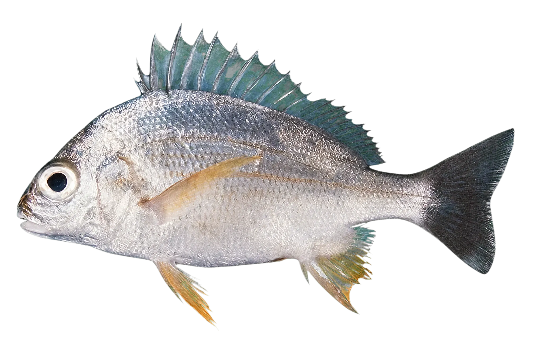 Grunter (Pomadasys guoraca) specimen
