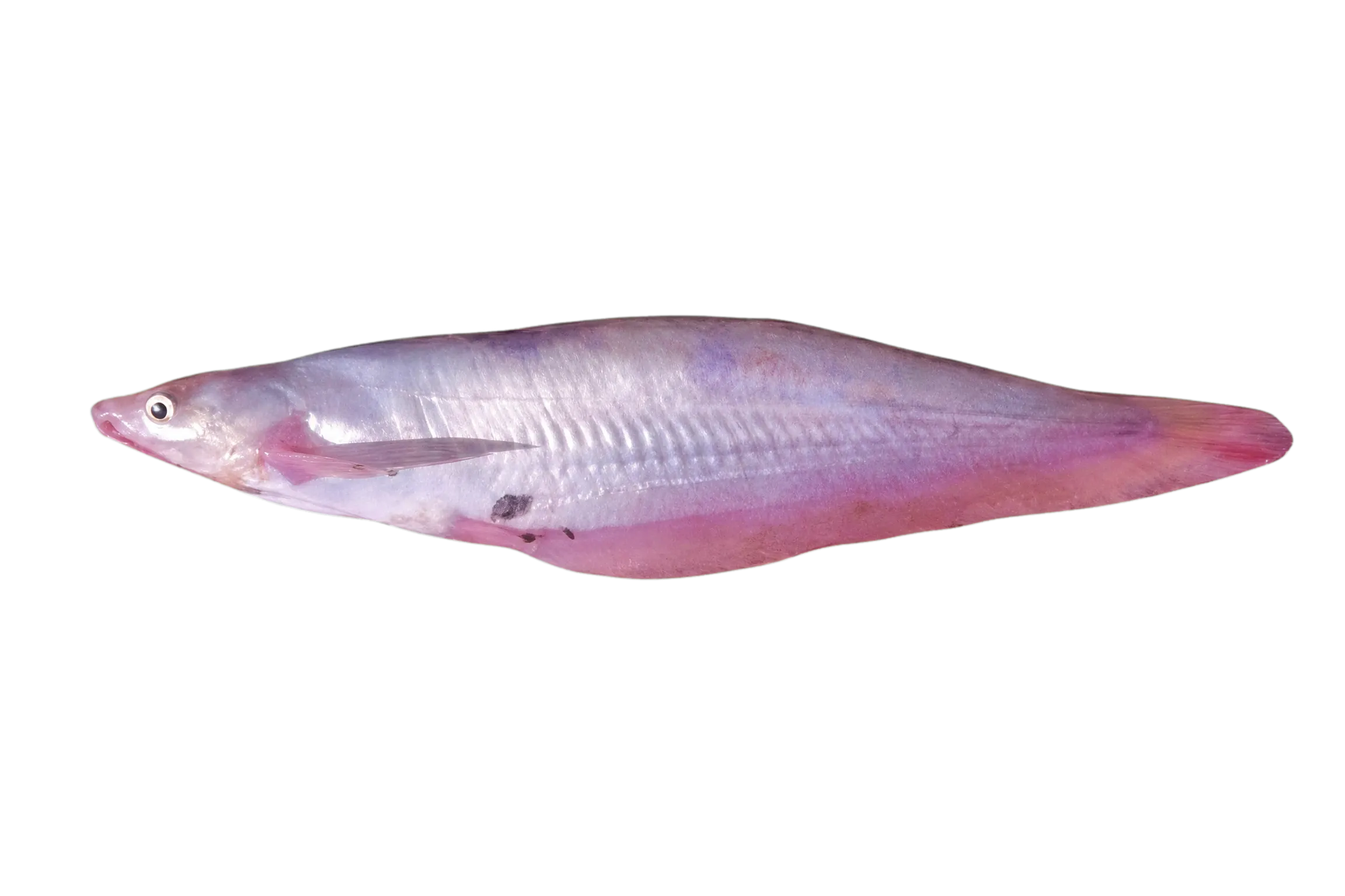 silver tandan (Porochilus argenteus) specimen