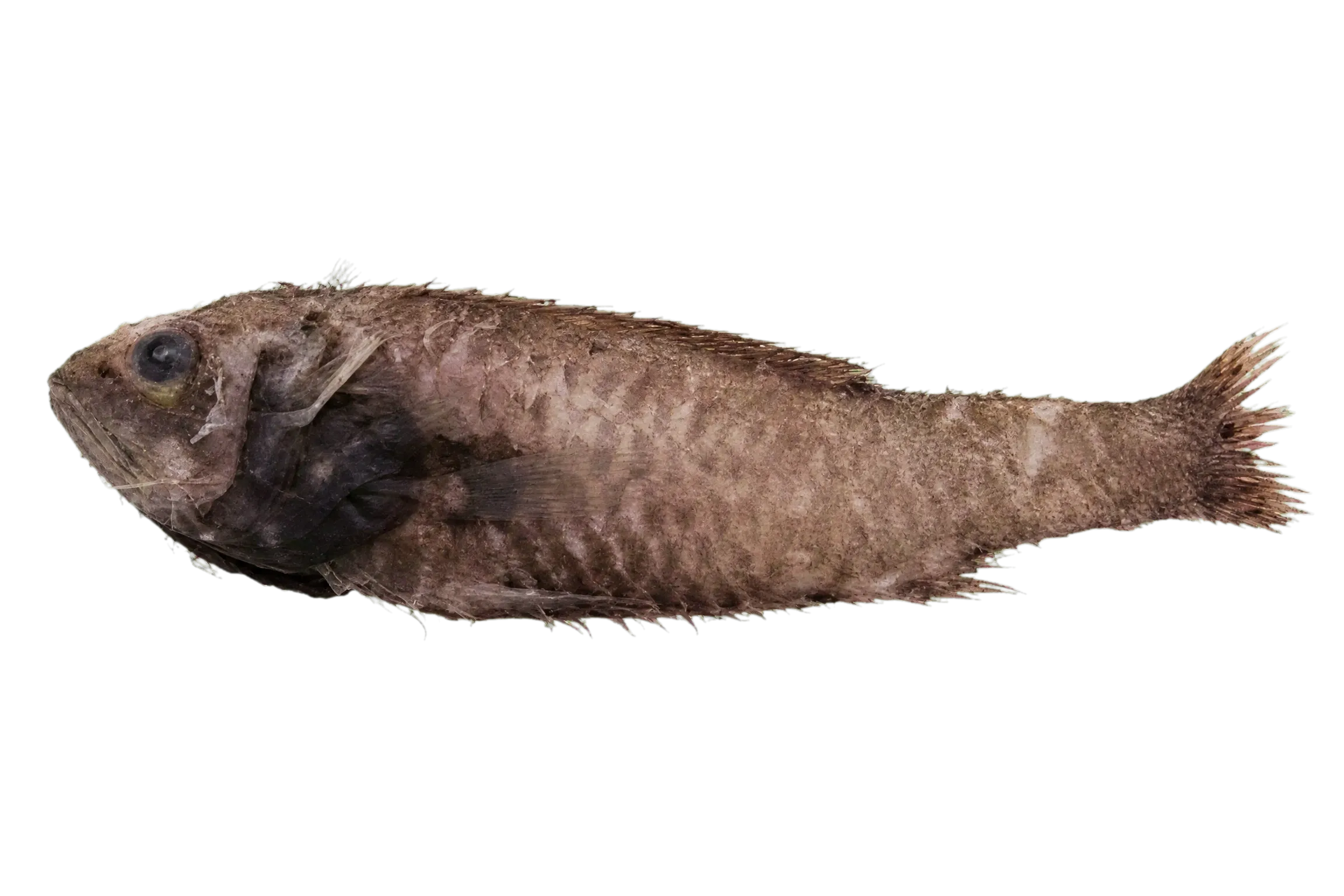 Ridgehead (Poromitra capito) specimen