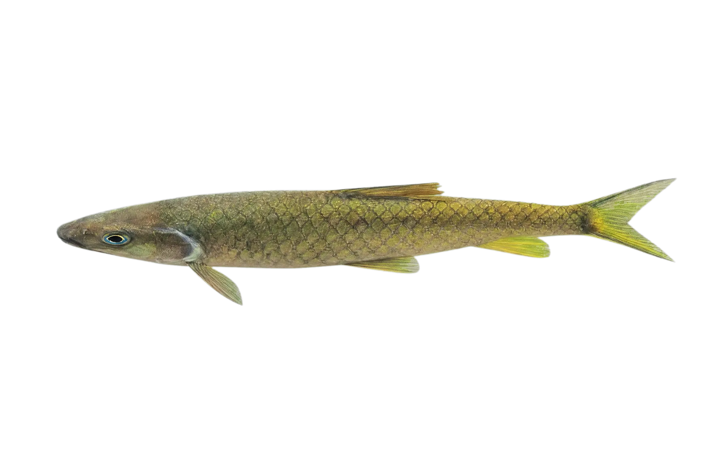 Poropuntius consternans (Poropuntius consternans) specimen
