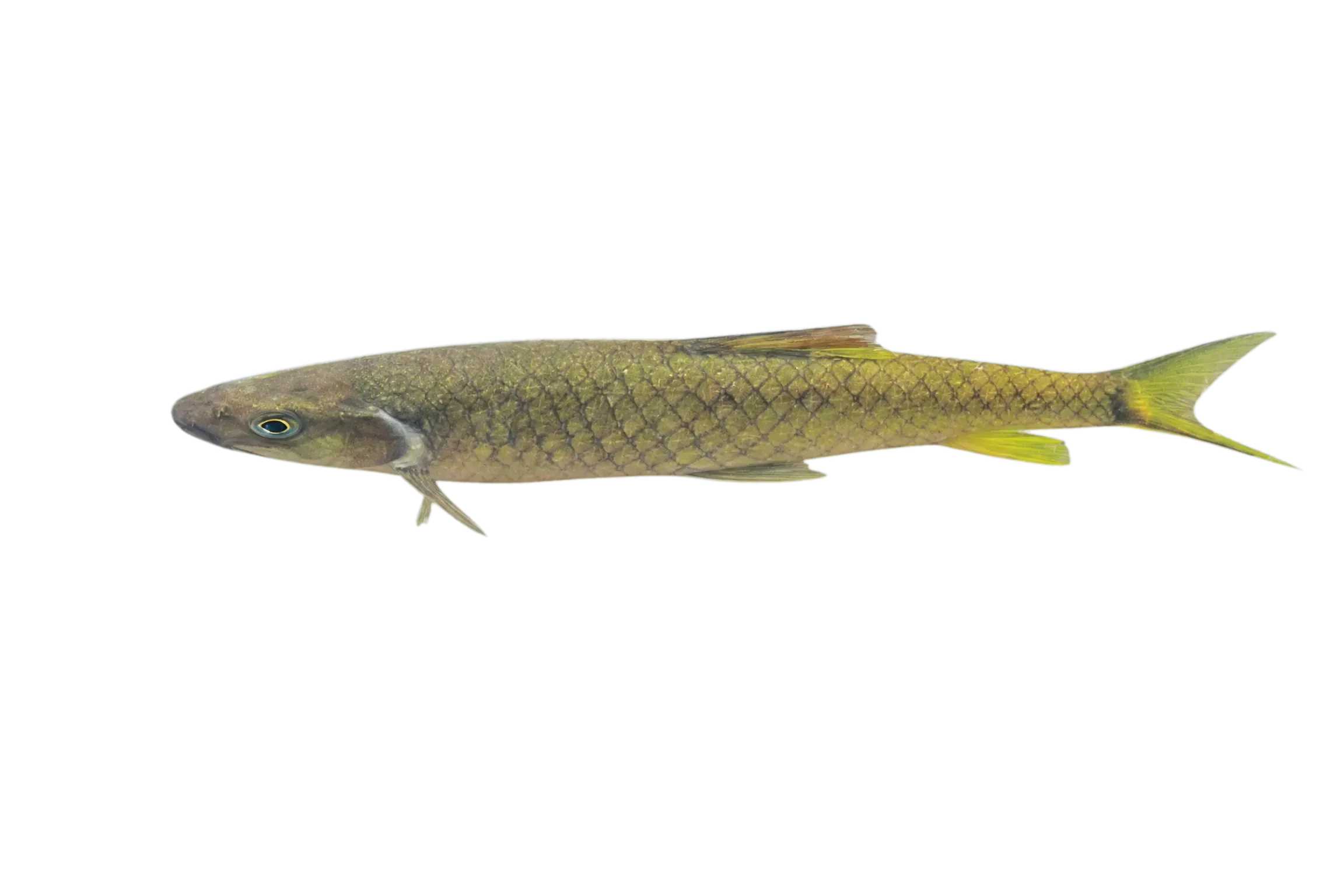 Poropuntius solitus (Poropuntius solitus) specimen