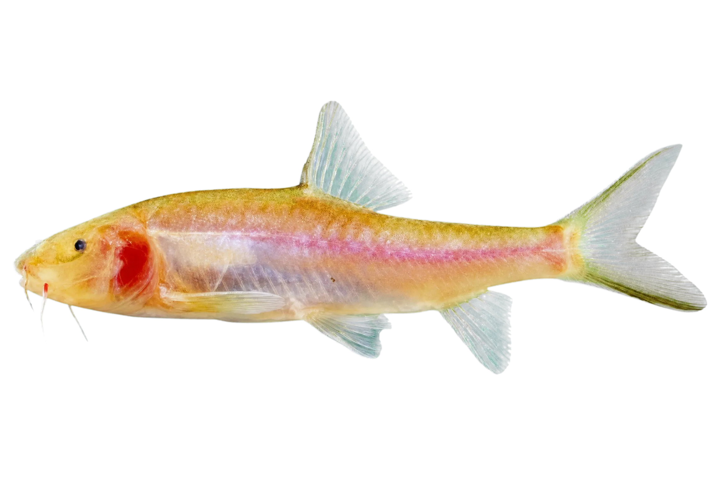 Barb (Poropuntius speleops) specimen