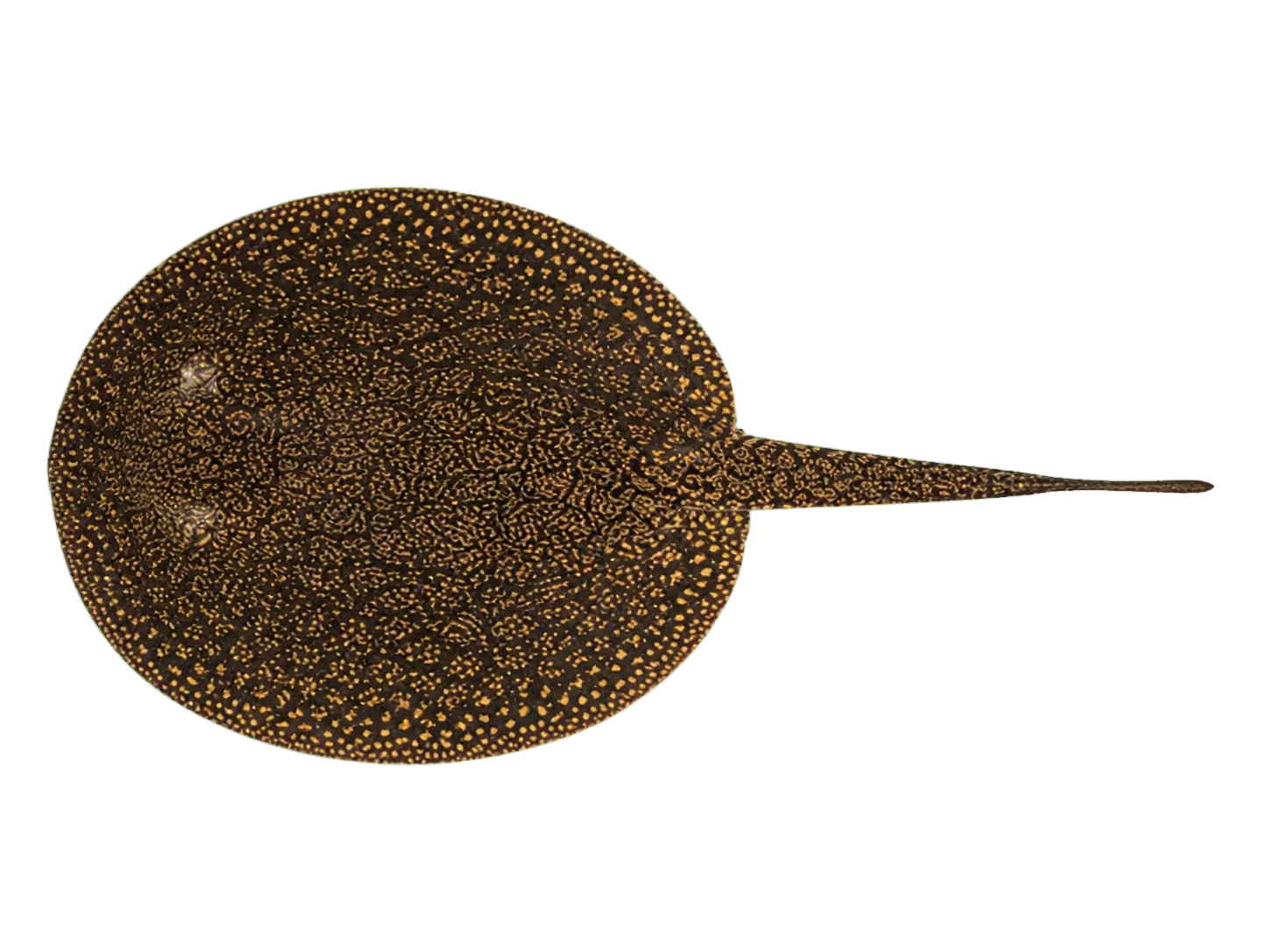 Lima's River Stingray (Potamotrygon limai) specimen