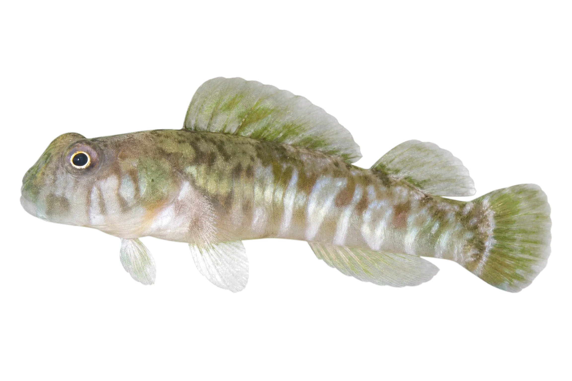 Marianas rockskipper (Praealticus poptae) specimen