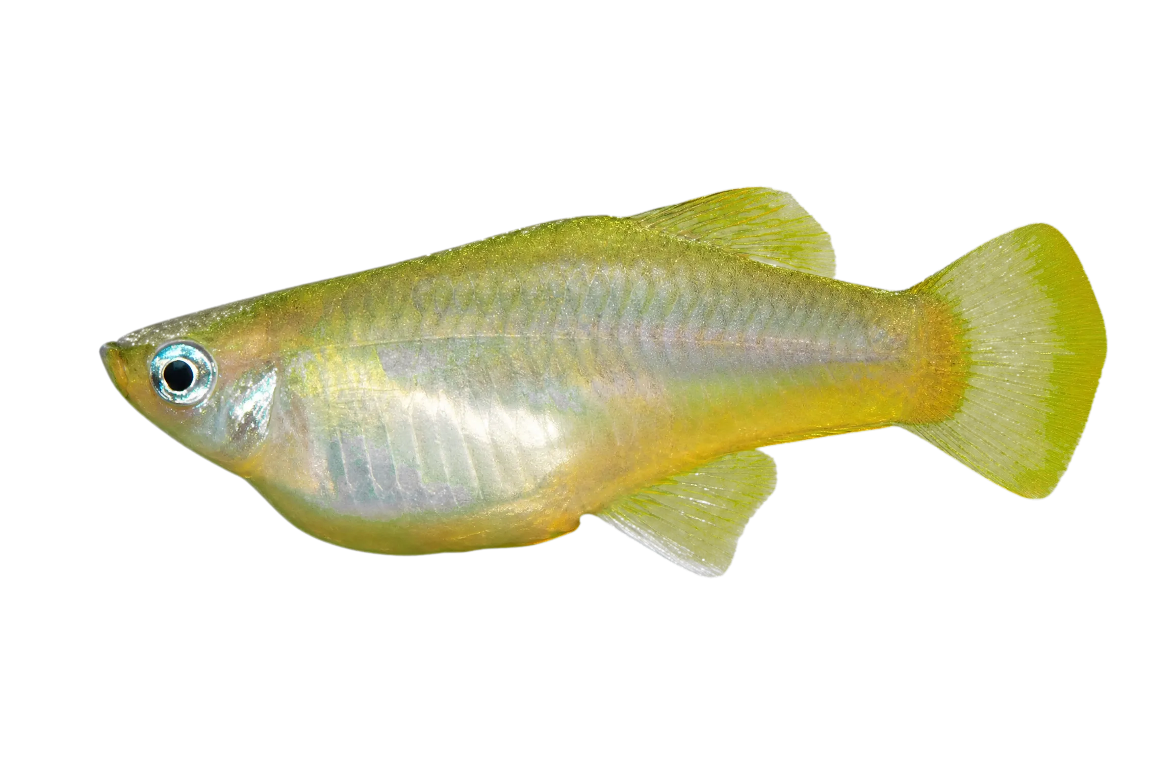 Palenque priapella (Priapella compressa) specimen