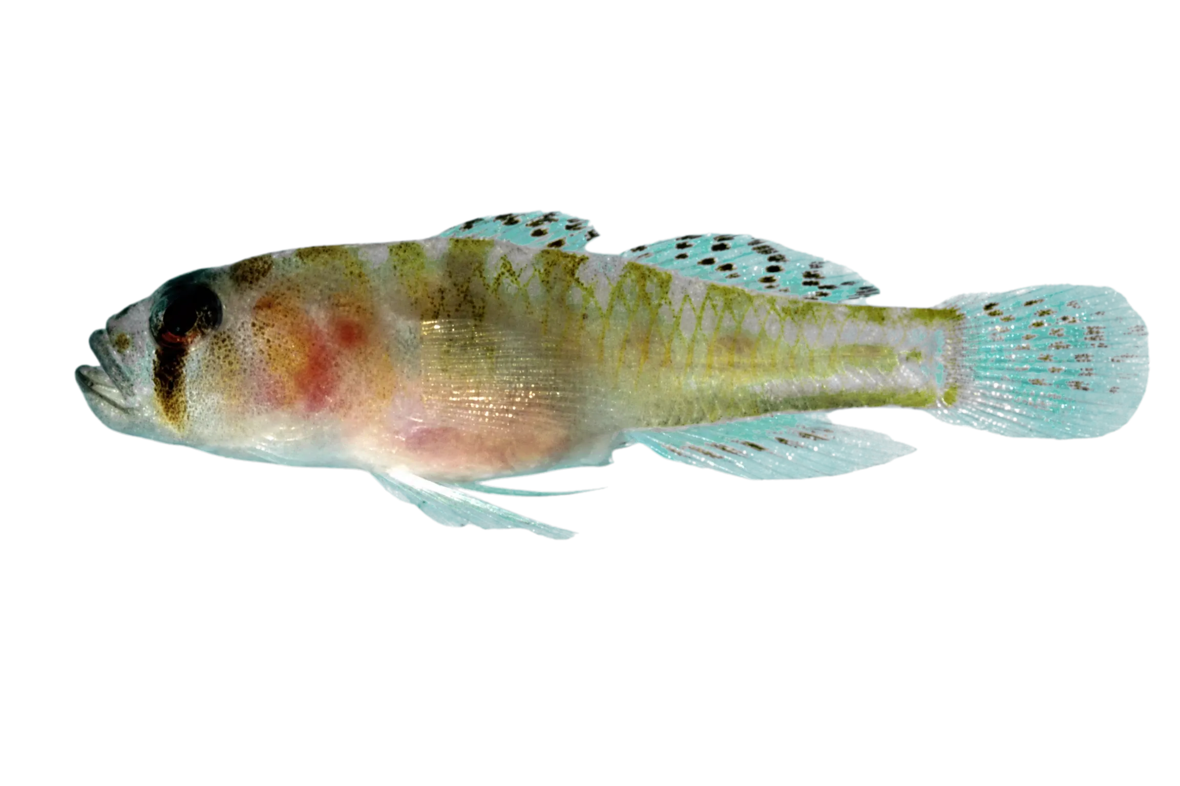 Mournful Goby (Priolepis ailina) specimen