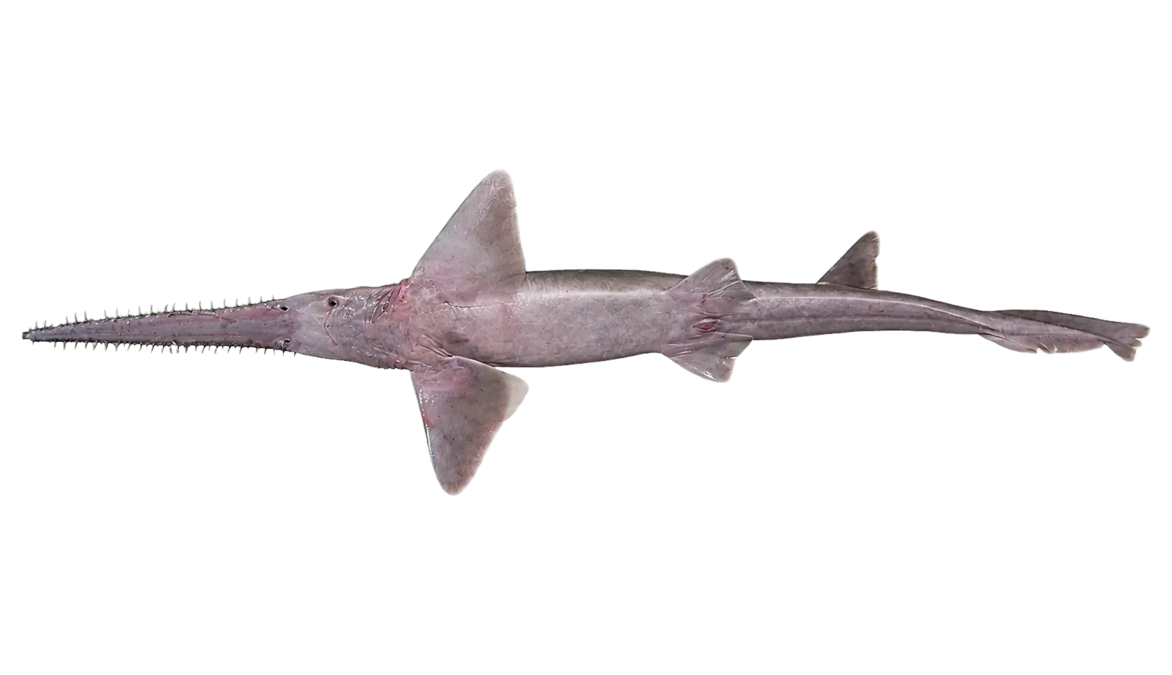 Philippine sawshark (Pristiophorus lanae) specimen
