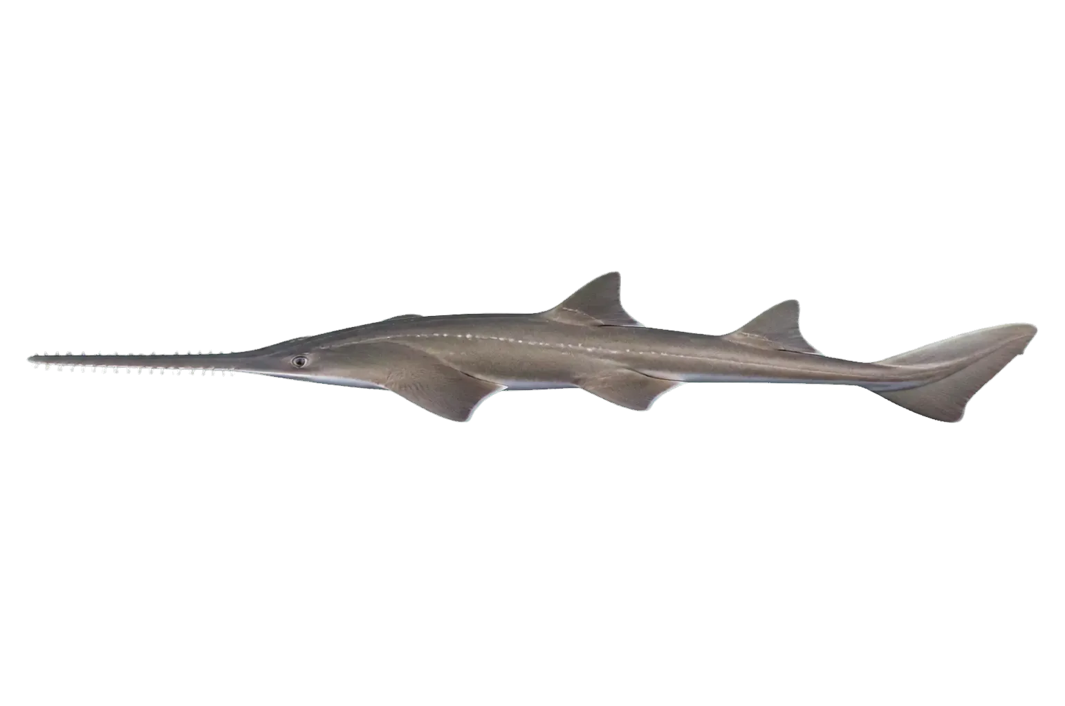 Bahamas sawshark (Pristiophorus schroederi) specimen