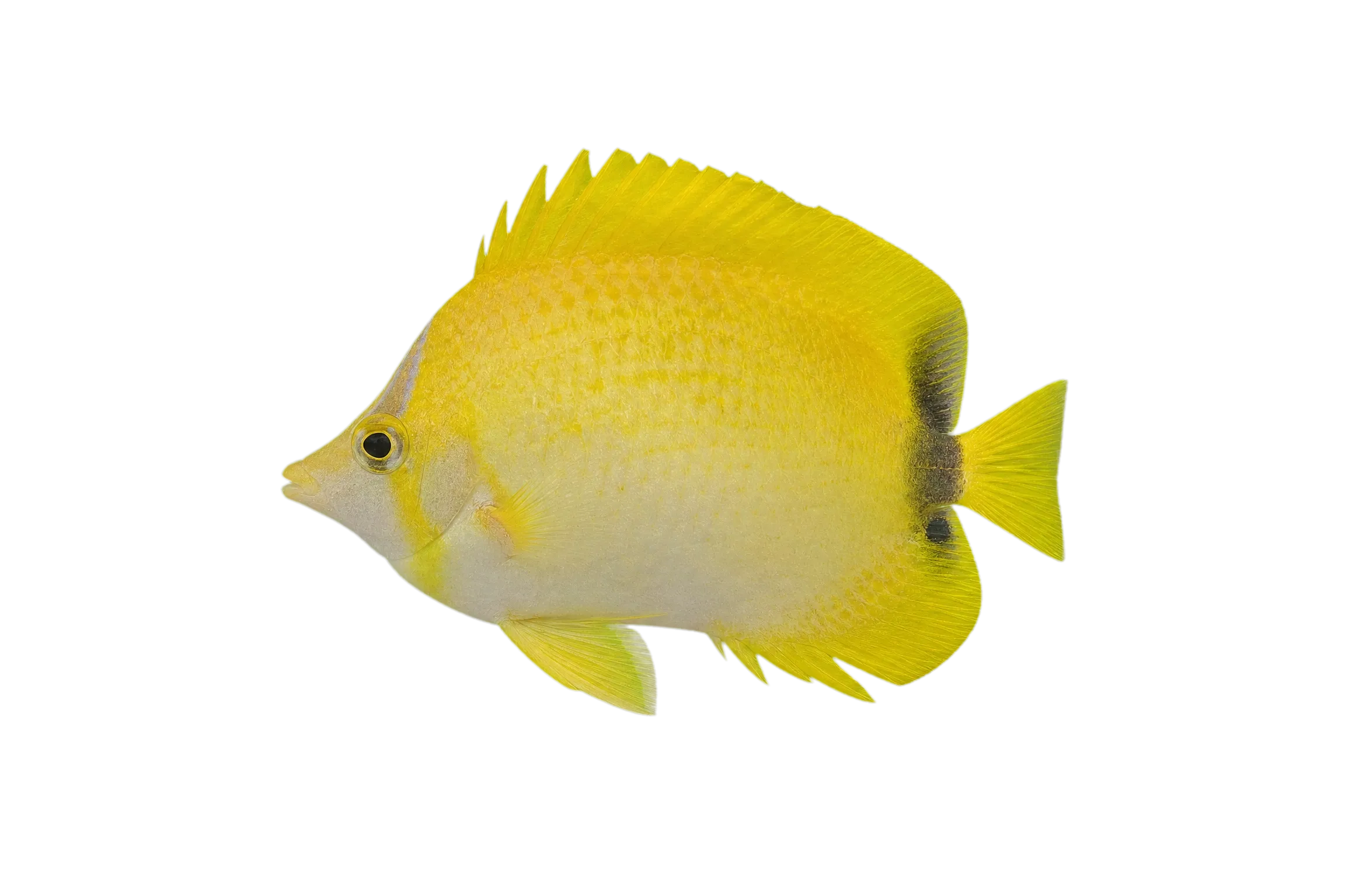 Brazilian Butterflyfish (Prognathodes brasiliensis) specimen