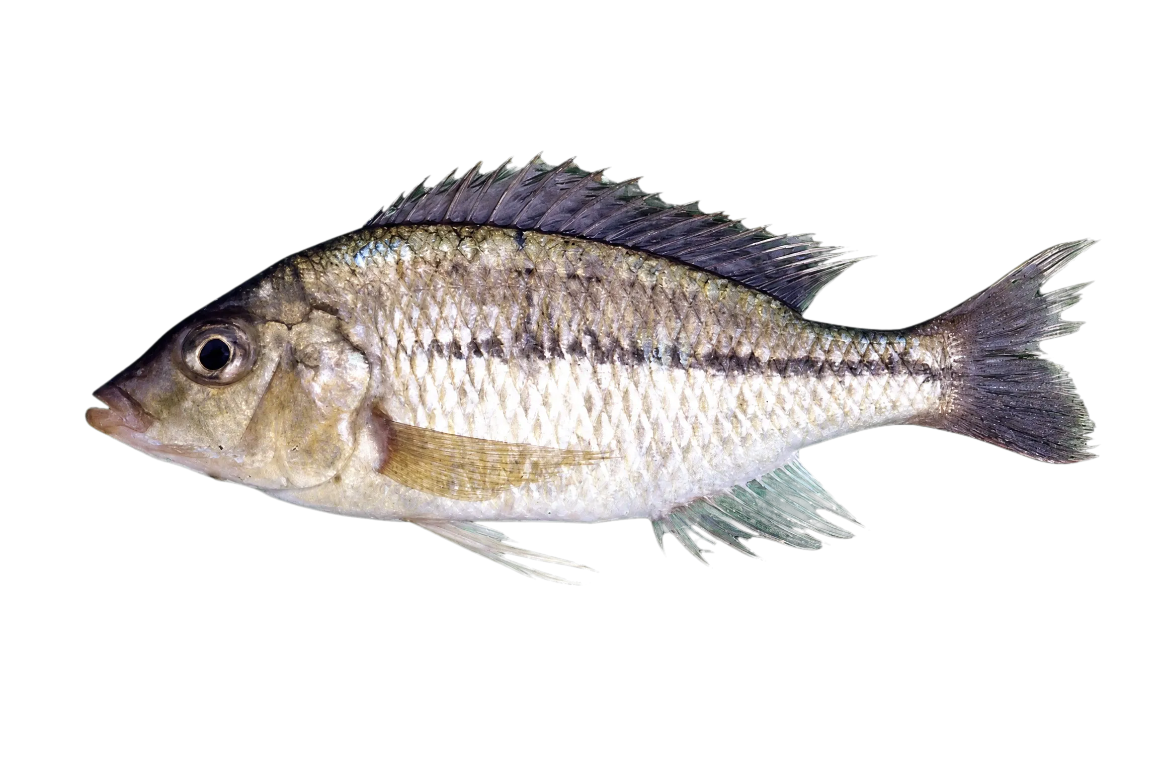 Kambuzi (Protomelas kirkii) specimen