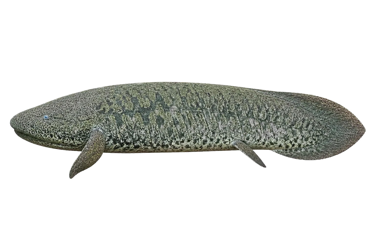 Gilled African Lungfish (Protopterus amphibius) specimen