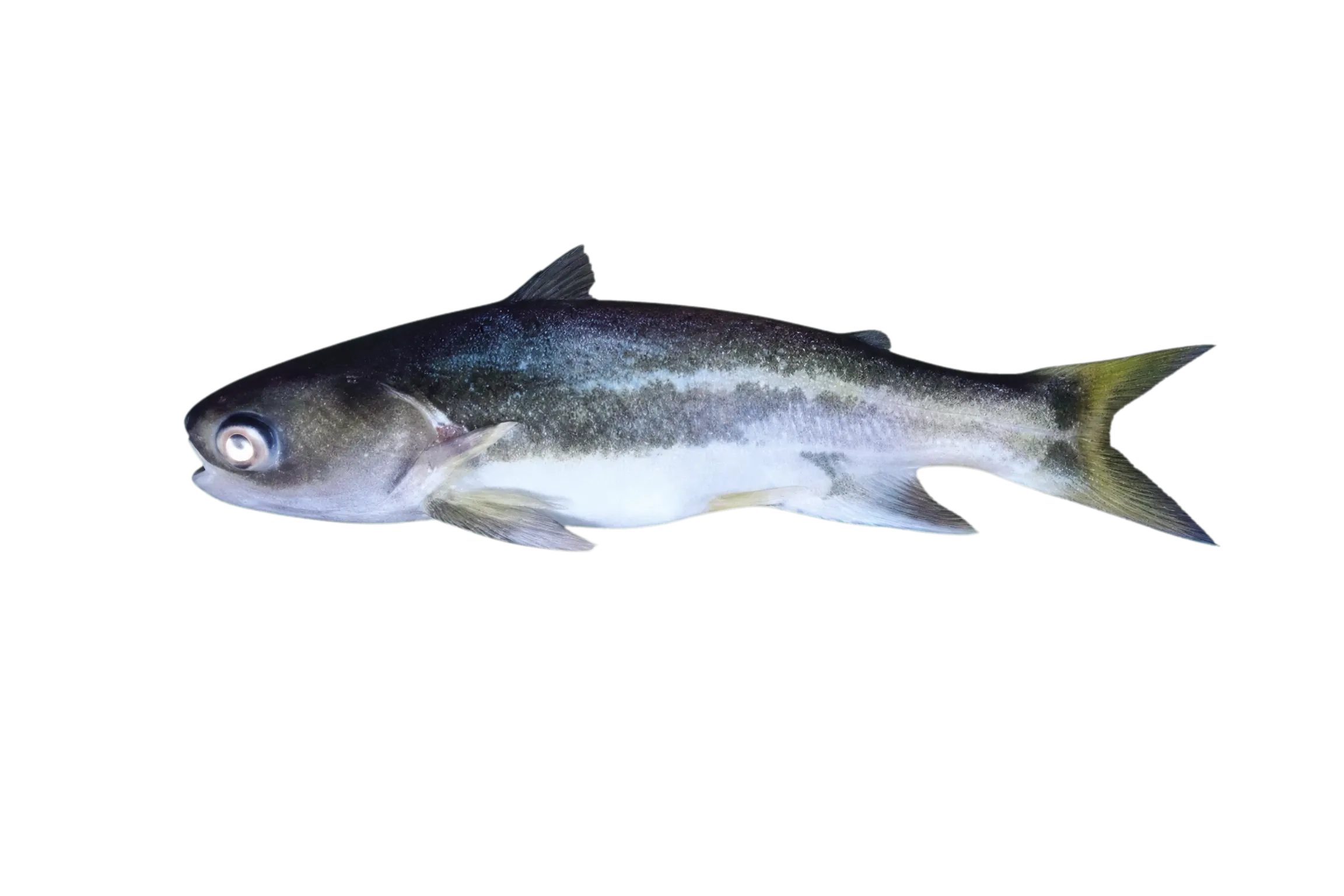 Cocosoda catfish (Pseudauchenipterus nodosus) specimen