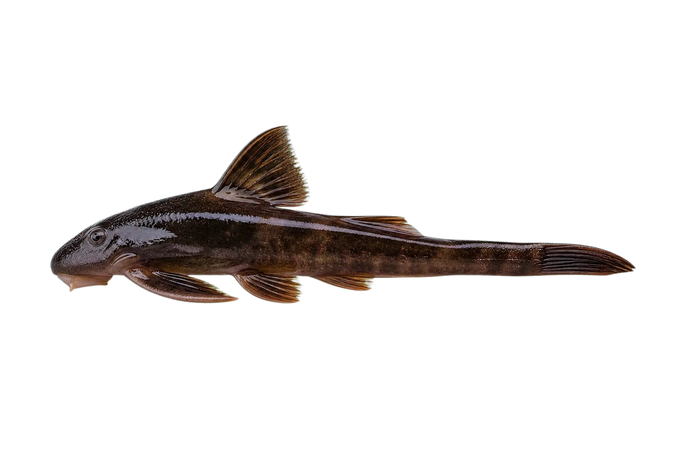 Pseudecheneis brachyura (Pseudecheneis brachyura) specimen