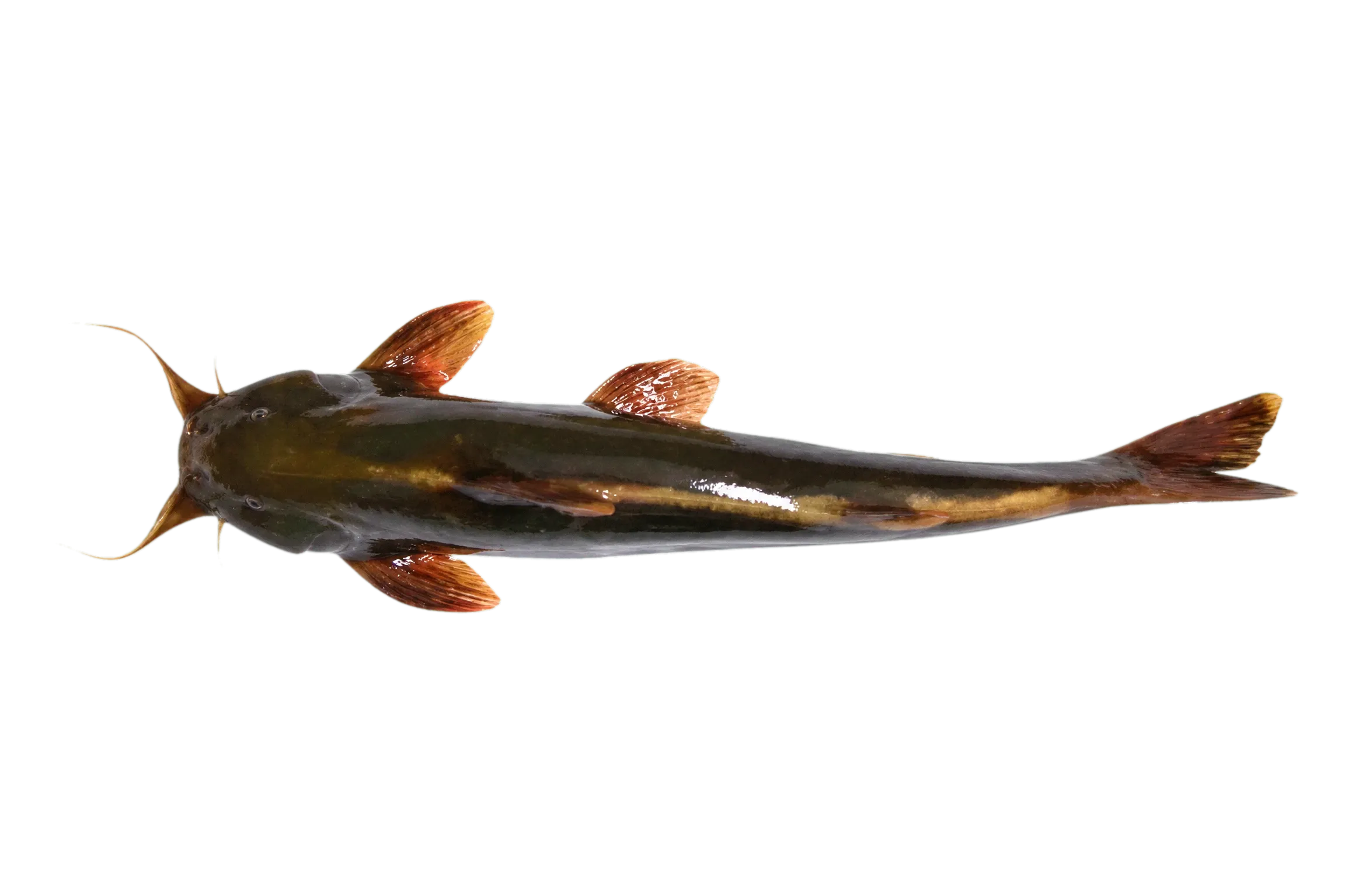 Sucker throat catfish (Pseudecheneis sulcata) specimen