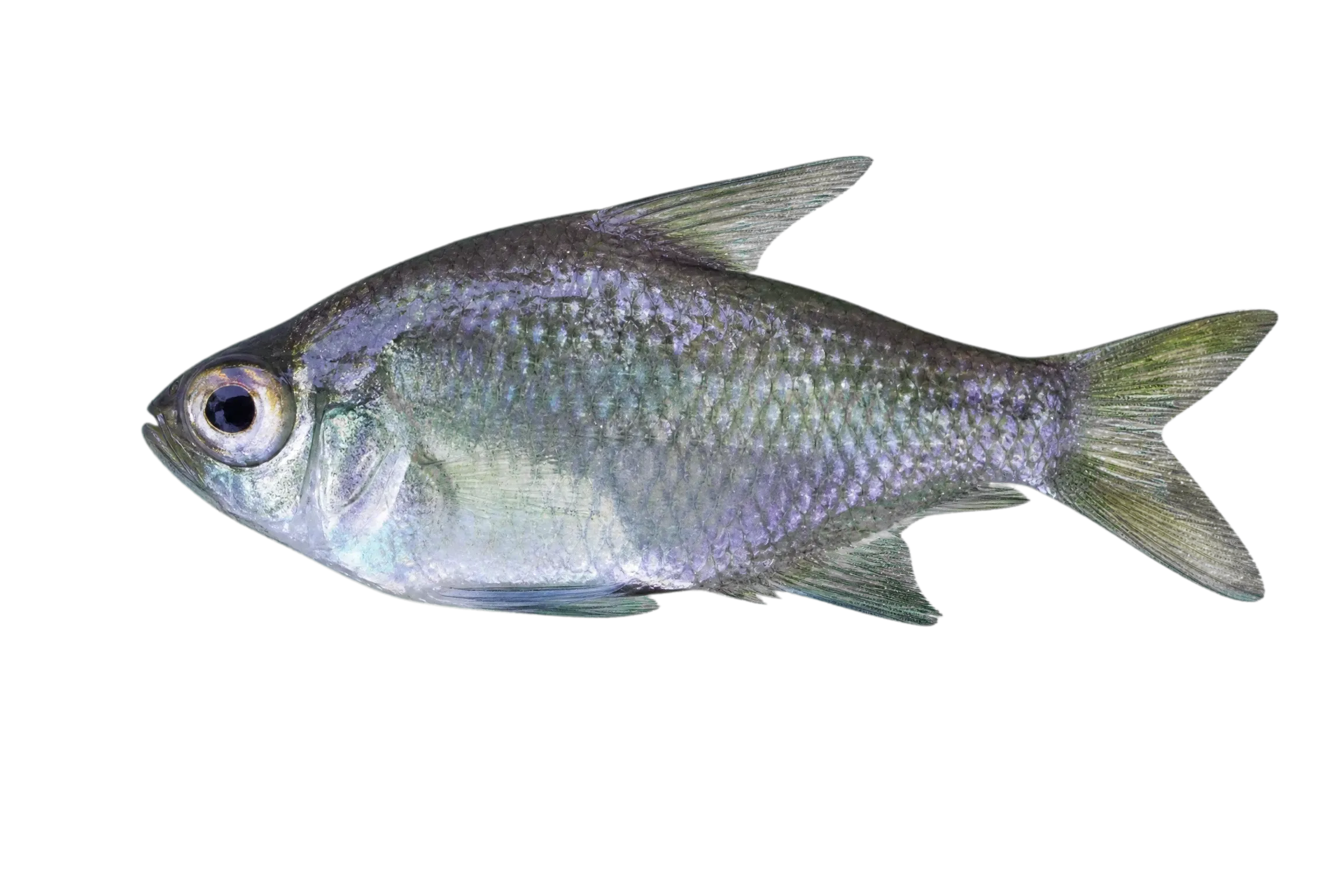 Sailfin Glassfish (Pseudoambassis agrammus) specimen