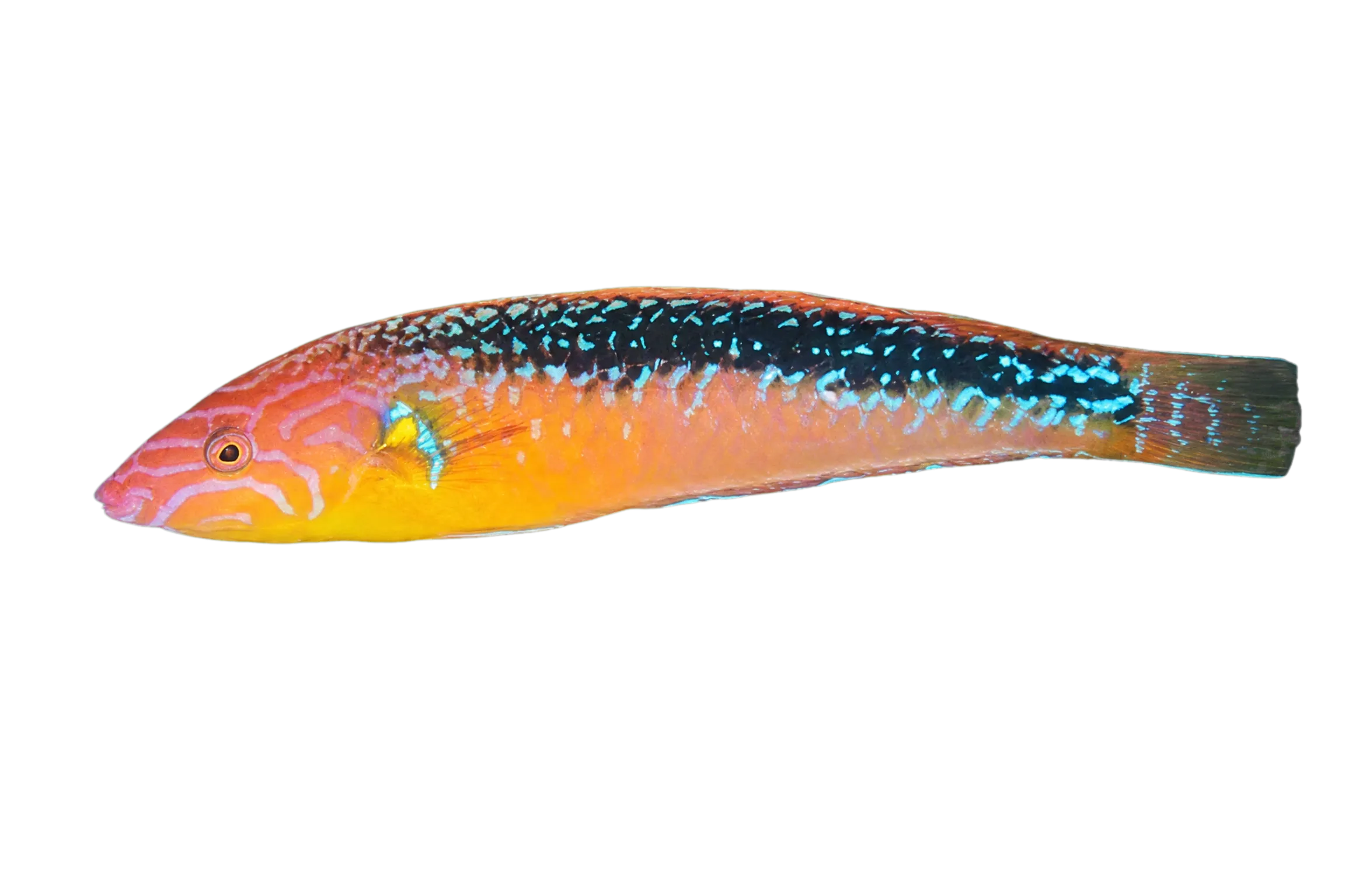 Long green wrasse (Pseudojuloides elongatus) specimen