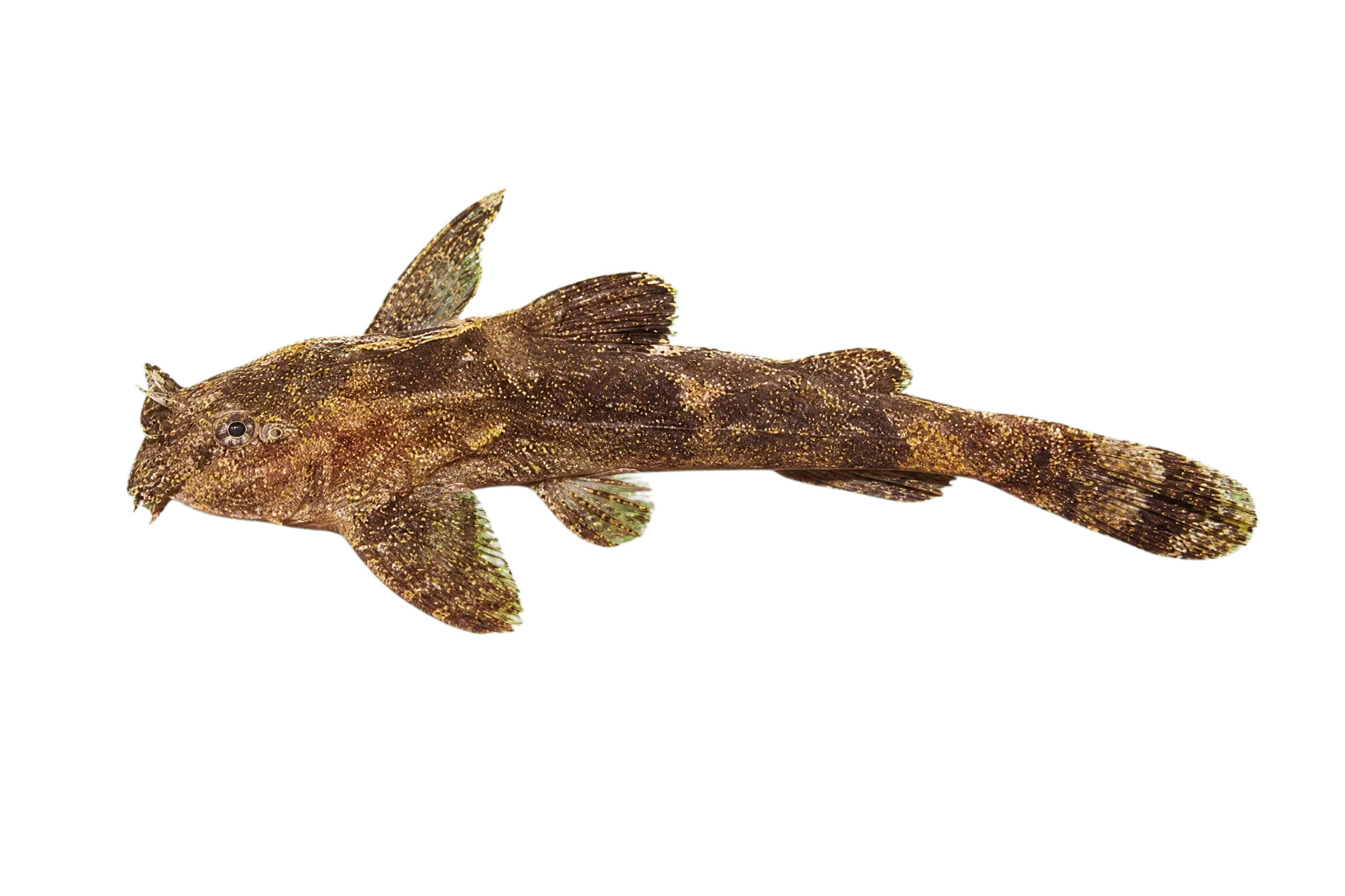 Painted catfish (Pseudolaguvia ribeiroi) specimen