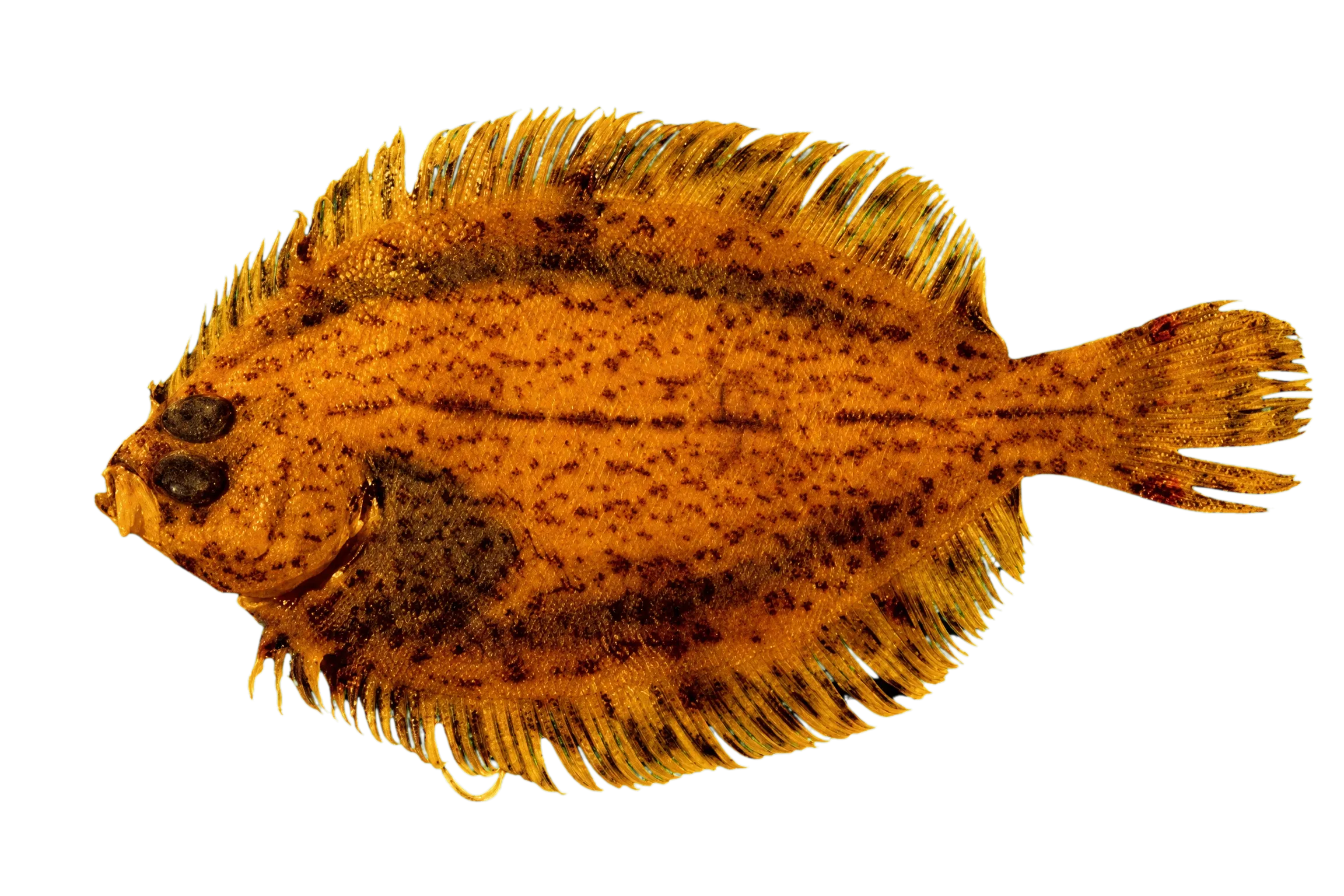 Pigmy flounder (Pseudomancopsetta andriashevi) specimen