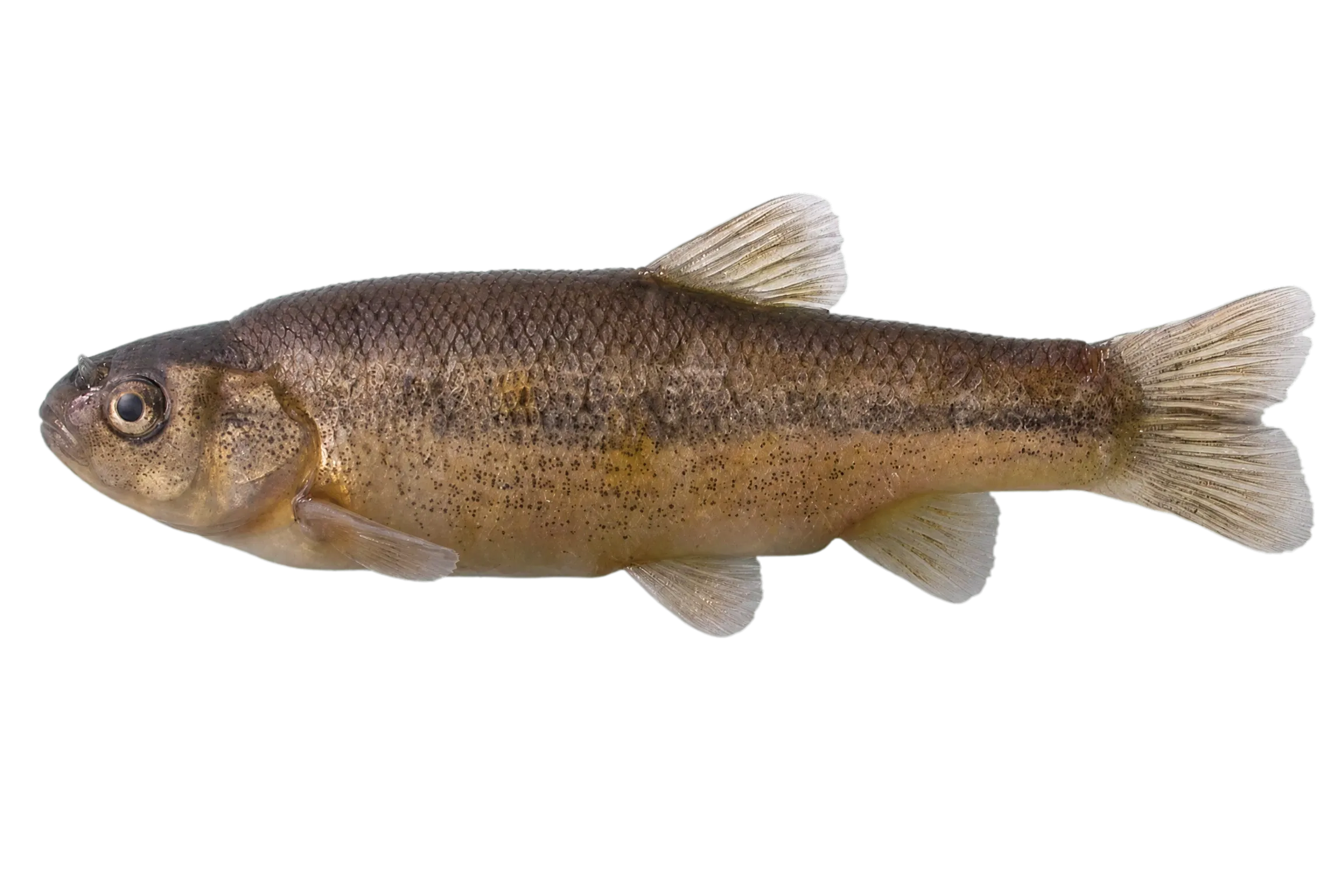 Onaç spring minnow (Pseudophoxinus ninae) specimen