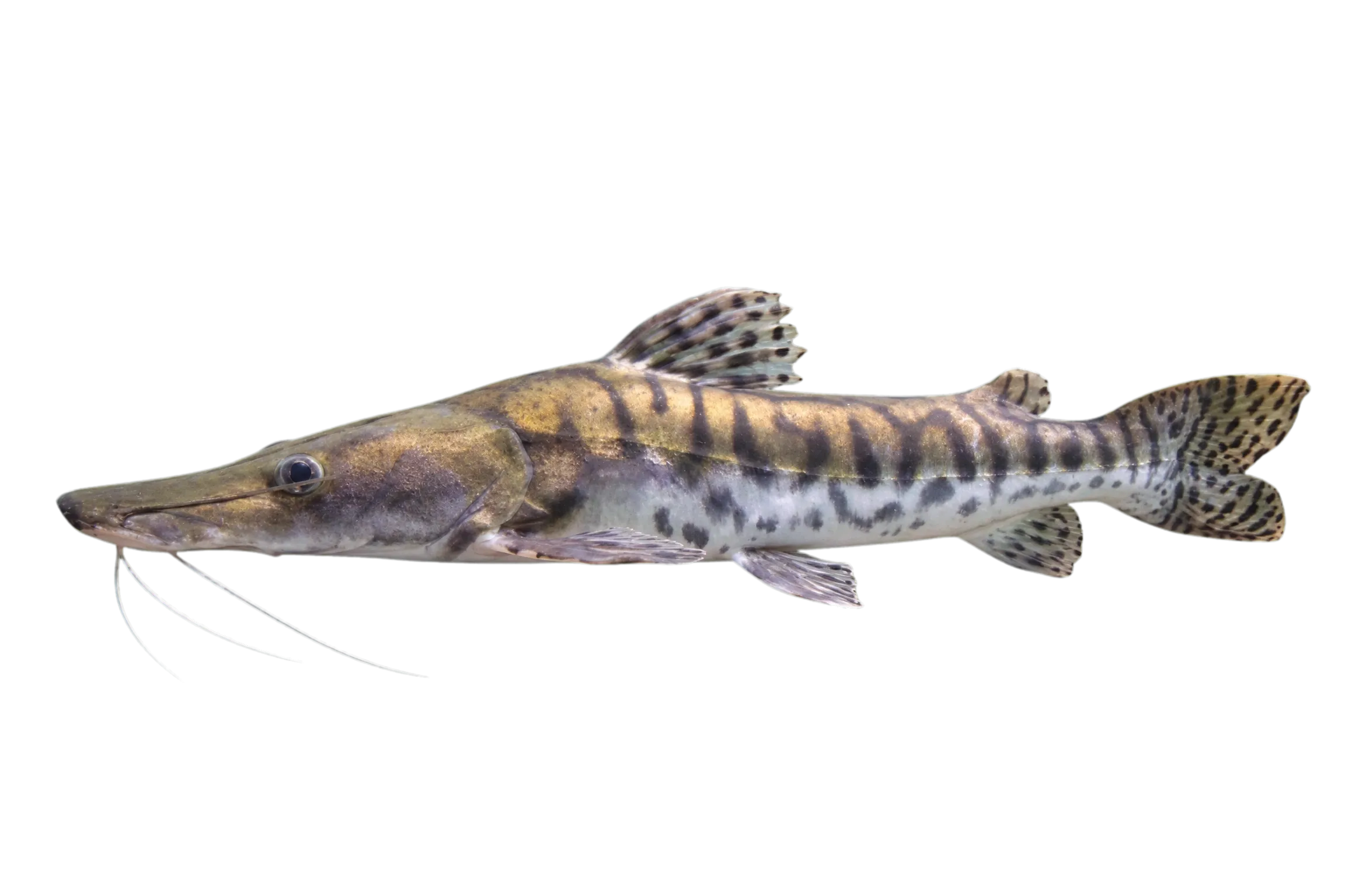 Pito gordo (Pseudoplatystoma tigrinum) specimen