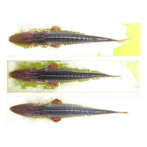 dwarf sturgeon (Pseudoscaphirhynchus hermanni) specimen