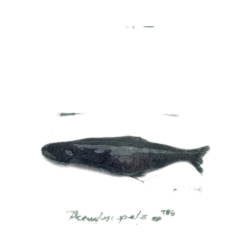 Pseudoscopelus scutatus (Pseudoscopelus scutatus) specimen