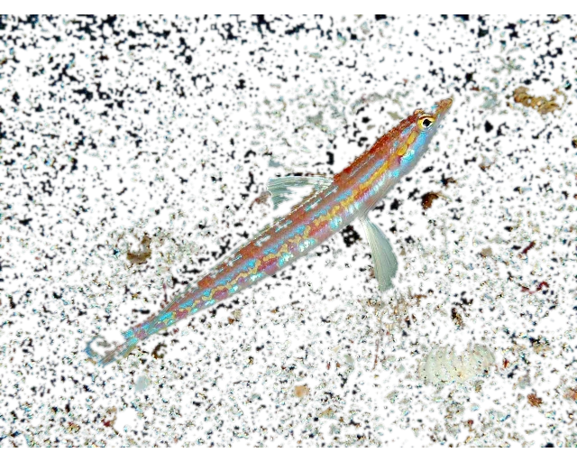 Pseudotrichonotus altivelis (Pseudotrichonotus altivelis) specimen