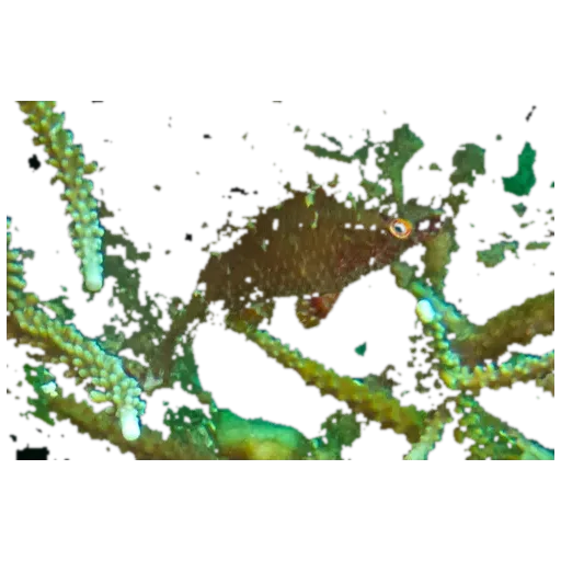 Sneaky wrasse (Pteragogus guttatus) specimen