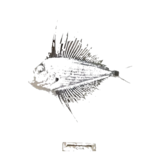 Prickly fanfish (Pterycombus petersii) specimen