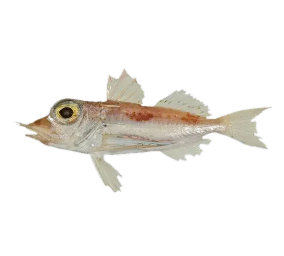 Dwarf gurnard (Pterygotrigla elicryste) specimen