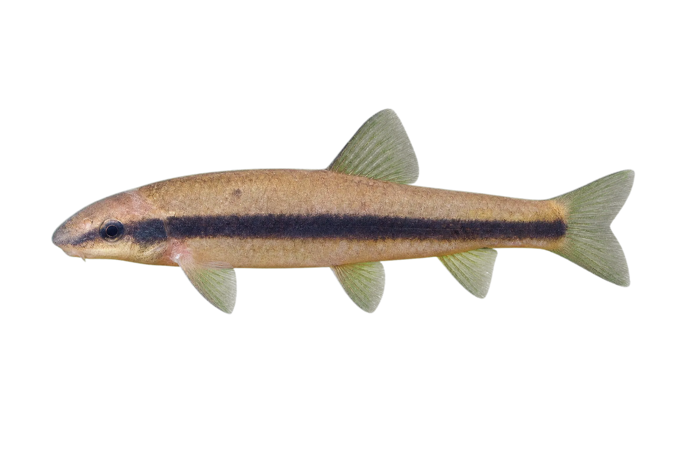 Black Stripe Gudgeon (Pungtungia herzi) specimen
