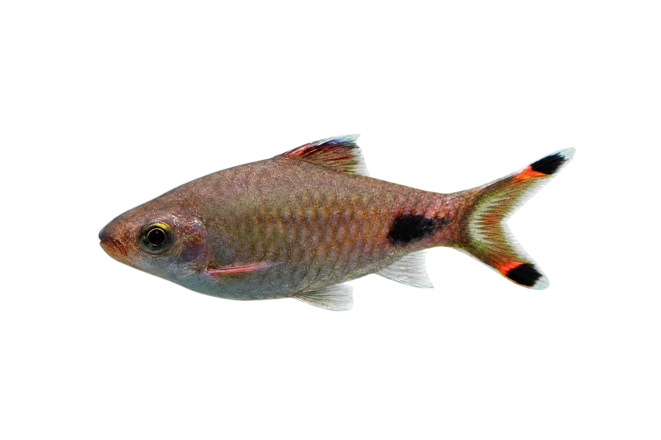 Wynaad barb (Puntius mahecola) specimen