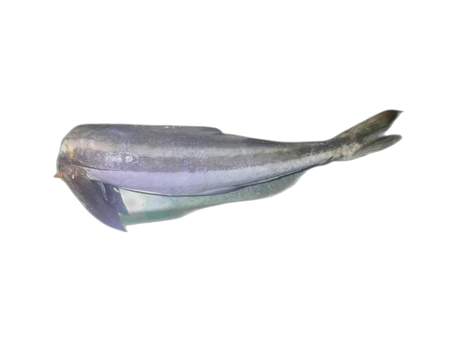 cobia (Rachycentron canadum) specimen