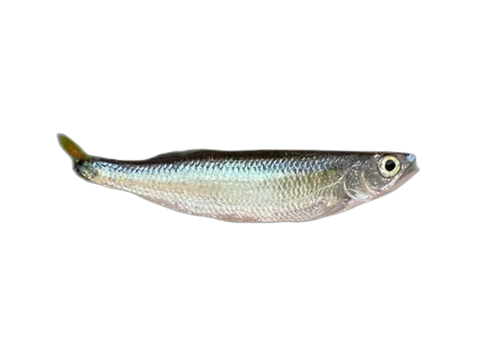Raiamas buchholzi (Raiamas buchholzi) specimen