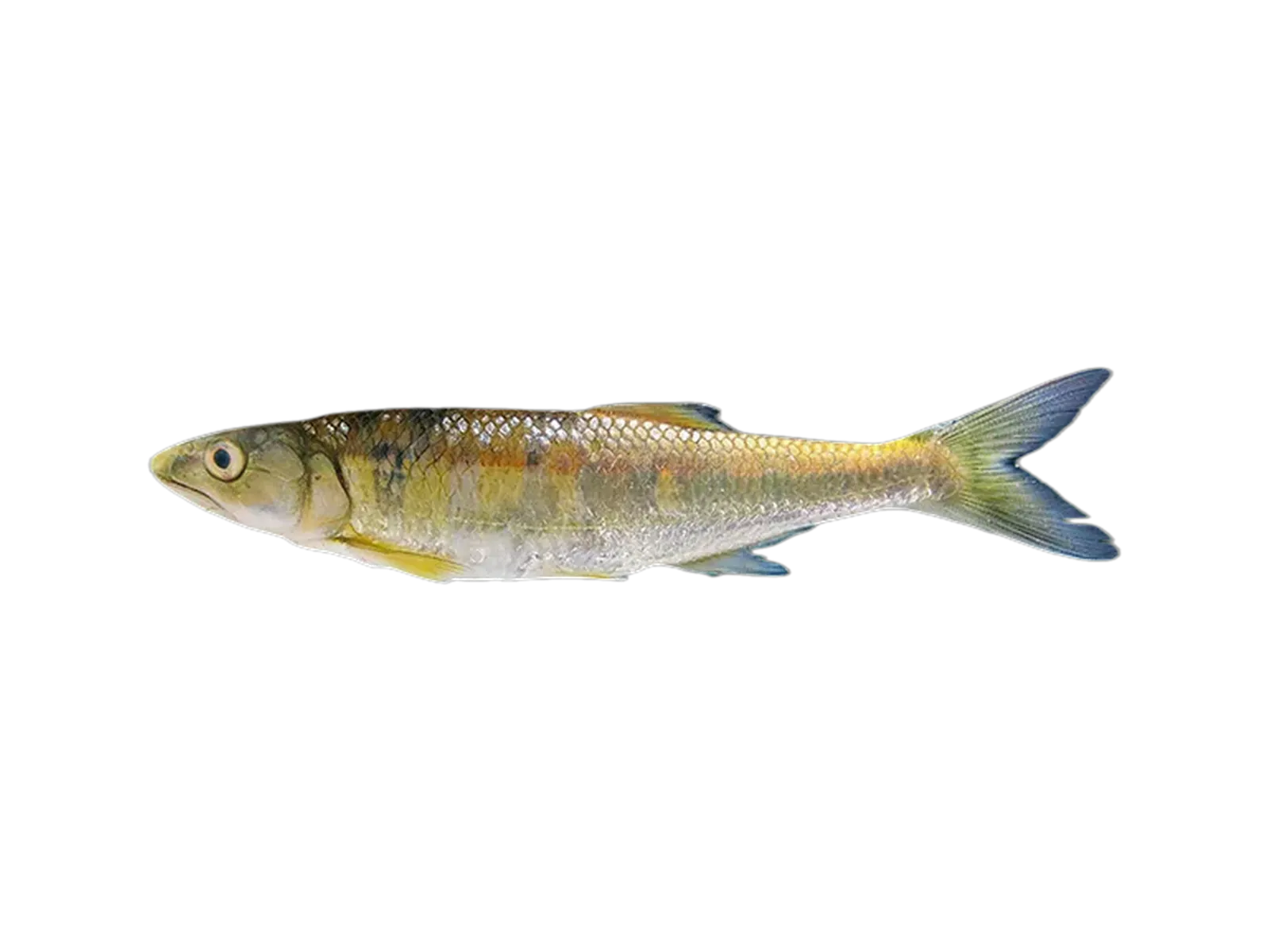 Raiamas marqueti (Raiamas marqueti) specimen