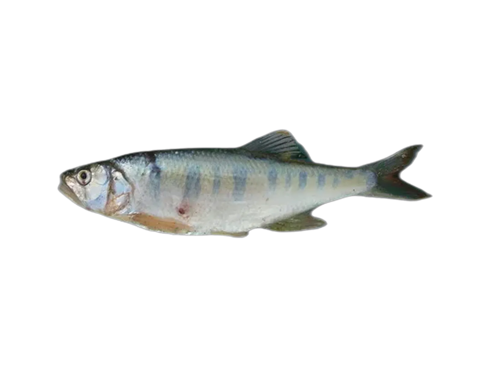 Lake Rukwa Minnow (Raiamas moorii) specimen