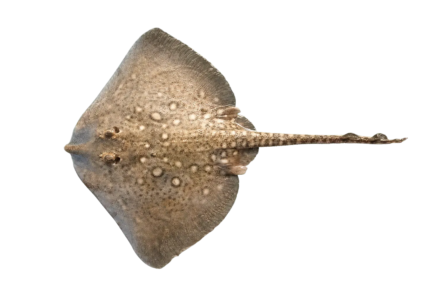 Thornback ray (Raja clavata) specimen