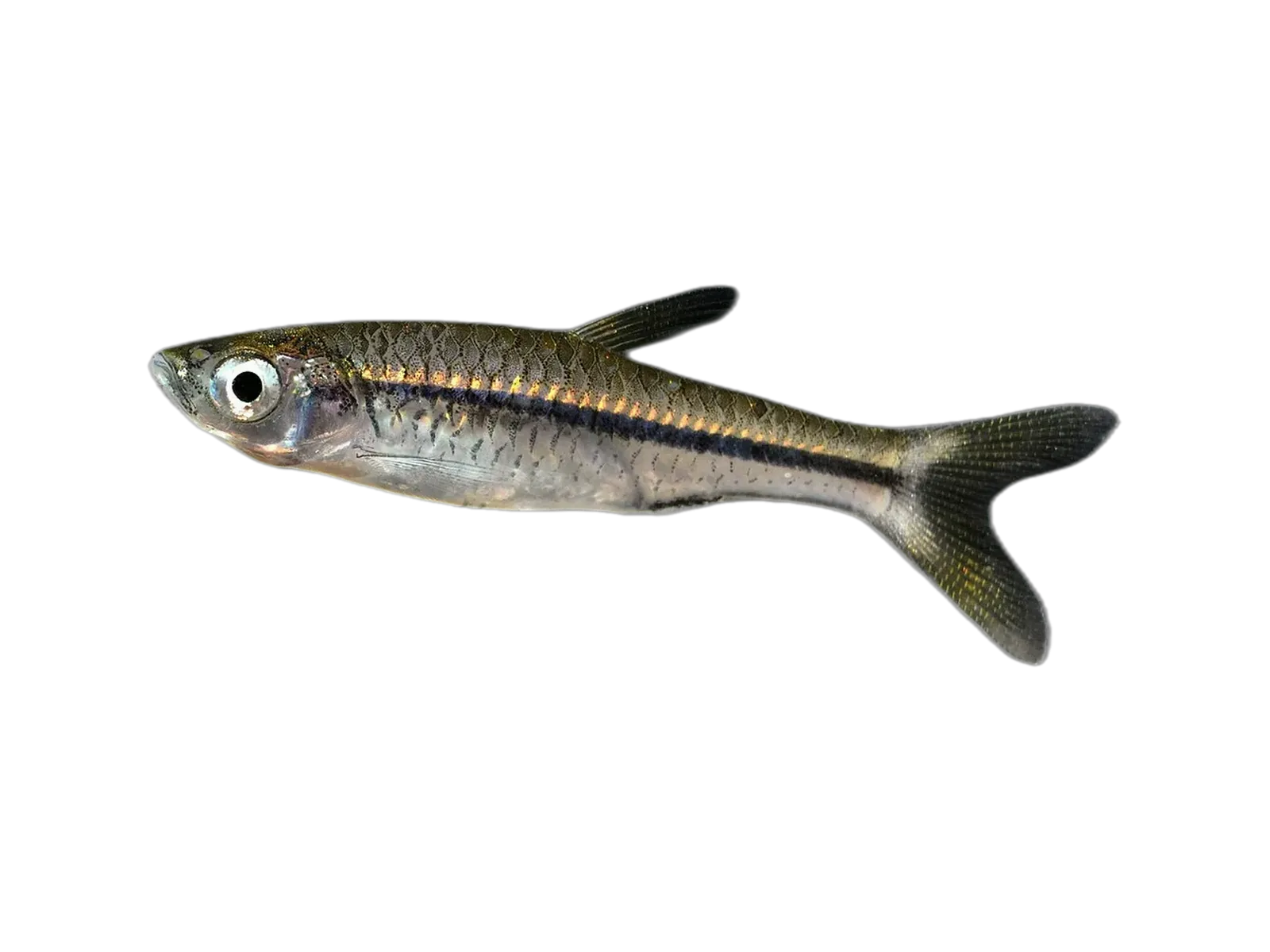 Silver rasbora (Rasbora argyrotaenia) specimen