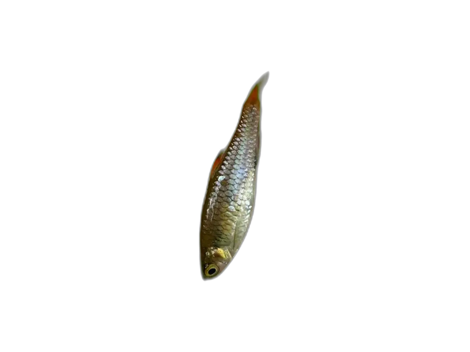 Rasbora atridorsalis (Rasbora atridorsalis) specimen