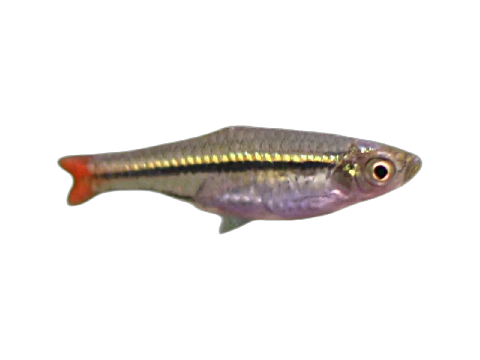 Blackline rasbora (Rasbora borapetensis) specimen