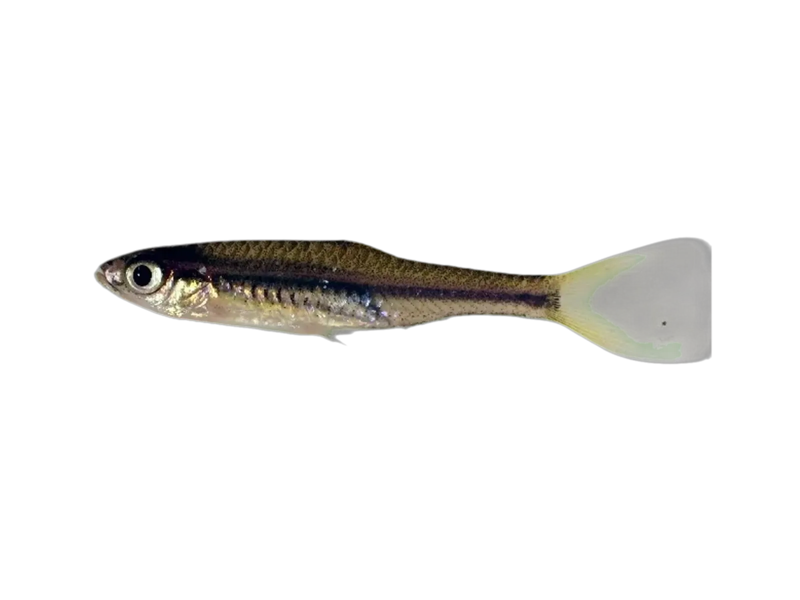Copperstripe rasbora (Rasbora leptosoma) specimen