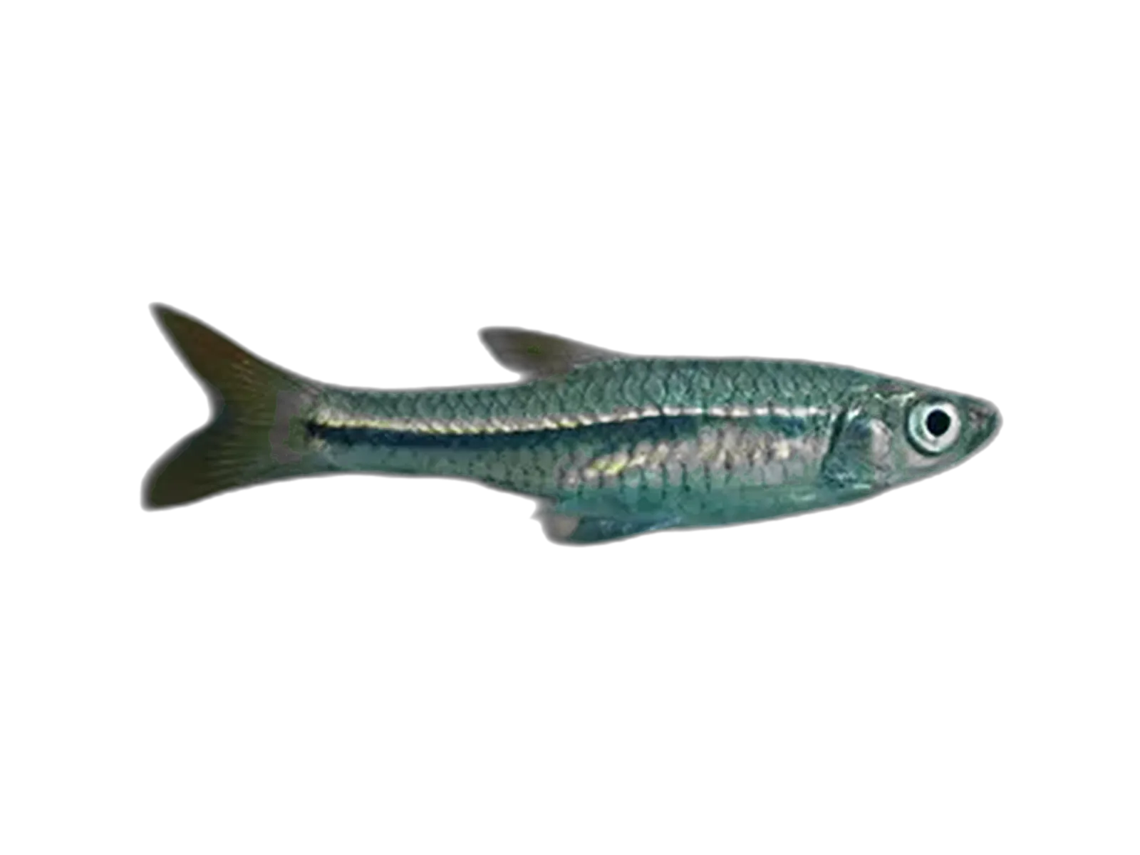 Meinkens rasbora (Rasbora meinkeni) specimen