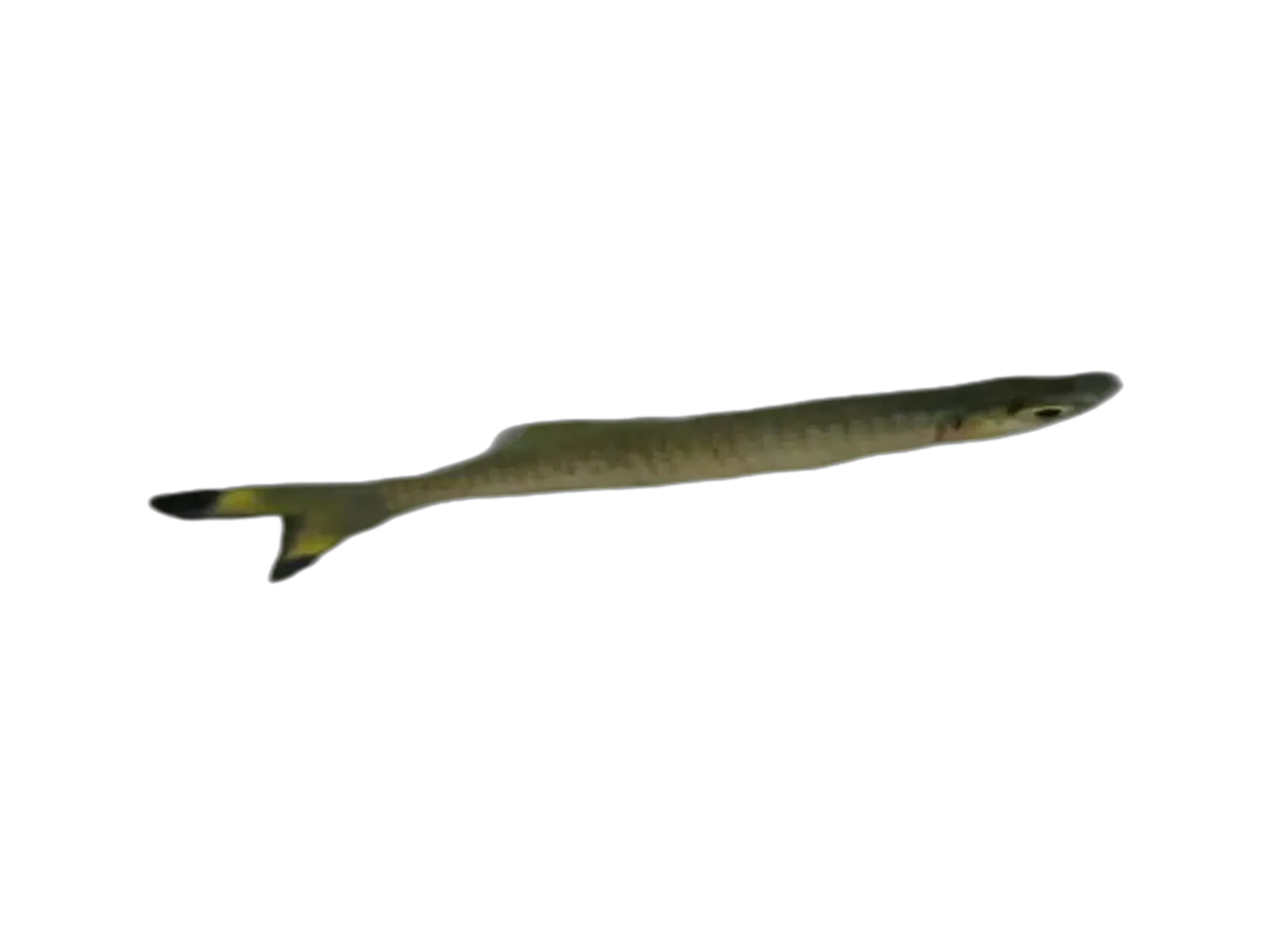 Gangetic scissortail rasbora (Rasbora rasbora) specimen