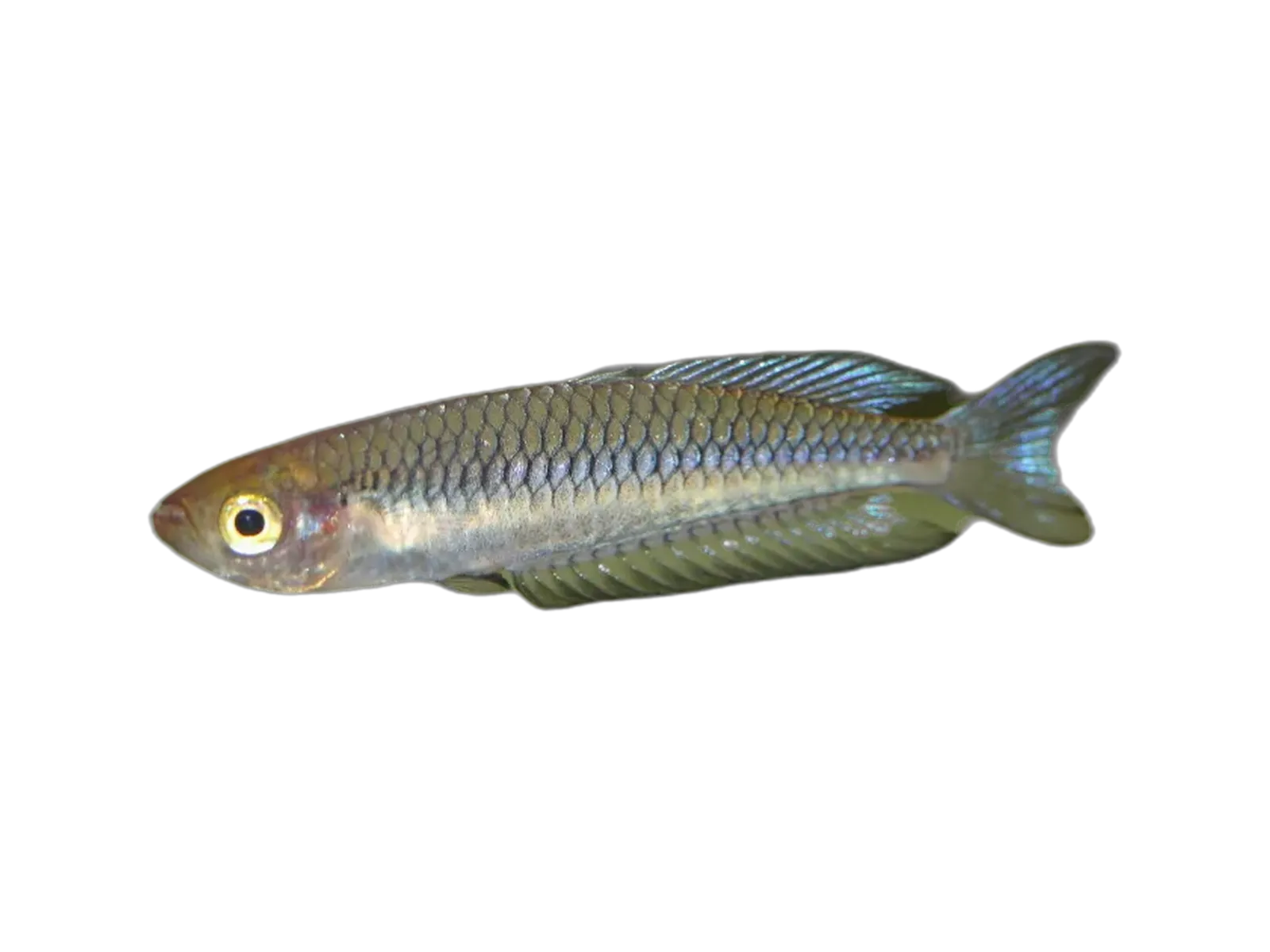 Ornate rainbowfish (Rhadinocentrus ornatus) specimen