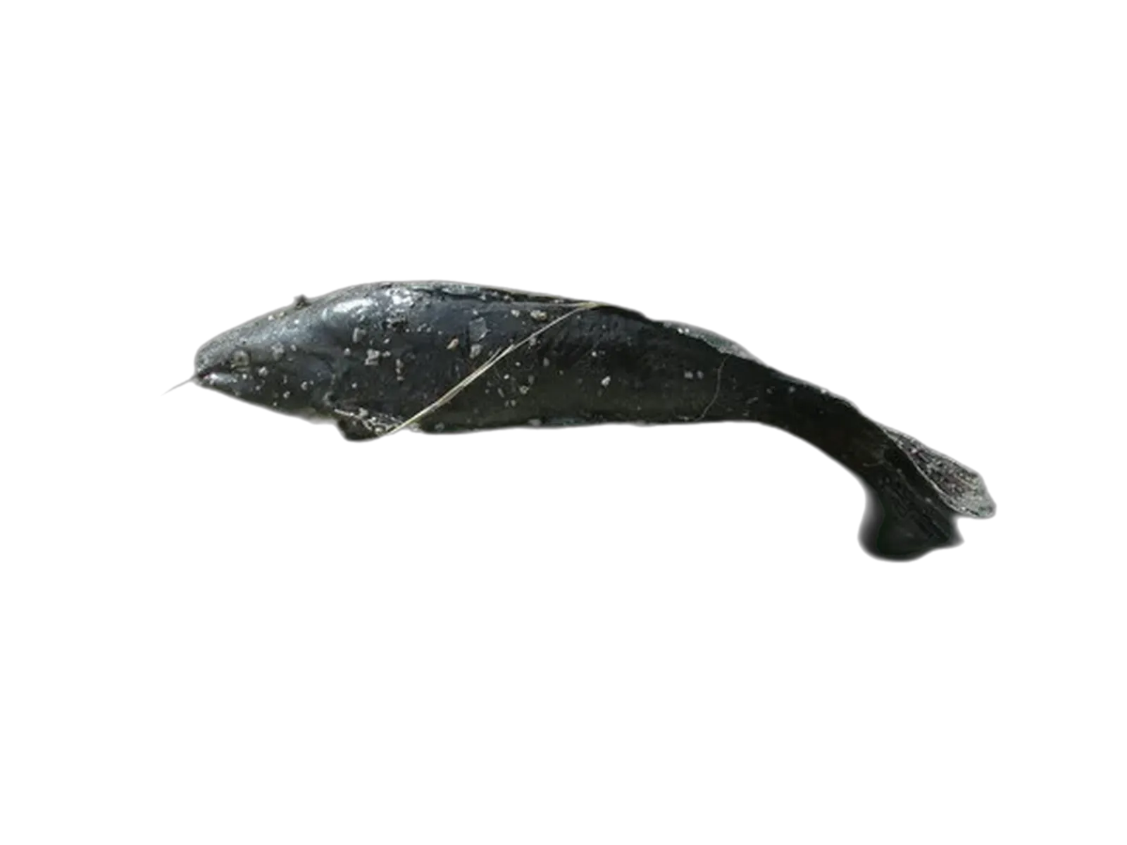 South American catfish (Rhamdia quelen) specimen