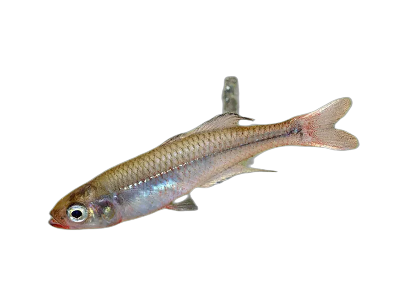 Rheocles derhami (Rheocles derhami) specimen