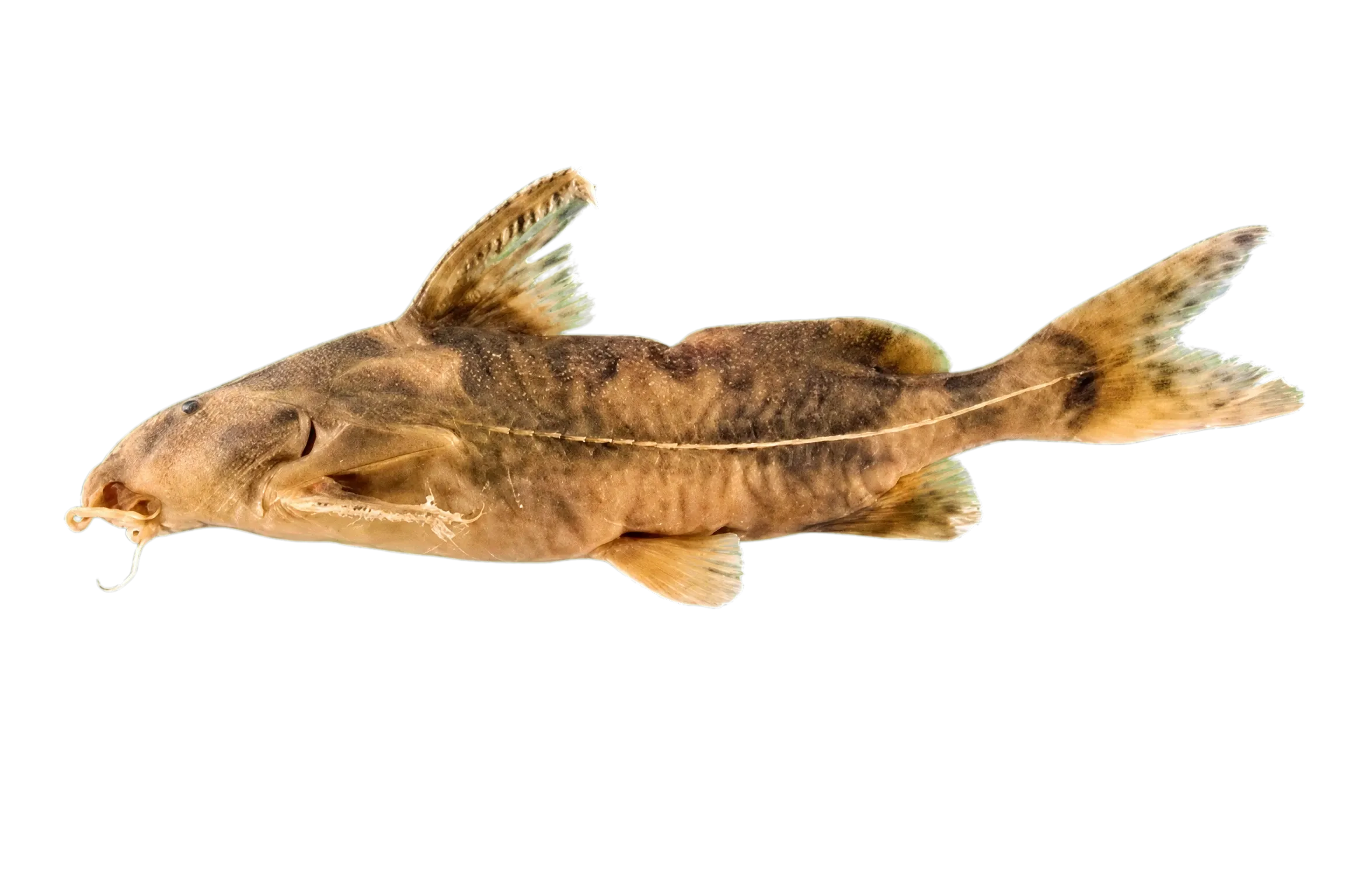 Orinoco Thicklip Thornycat (Rhinodoras gallagheri) specimen